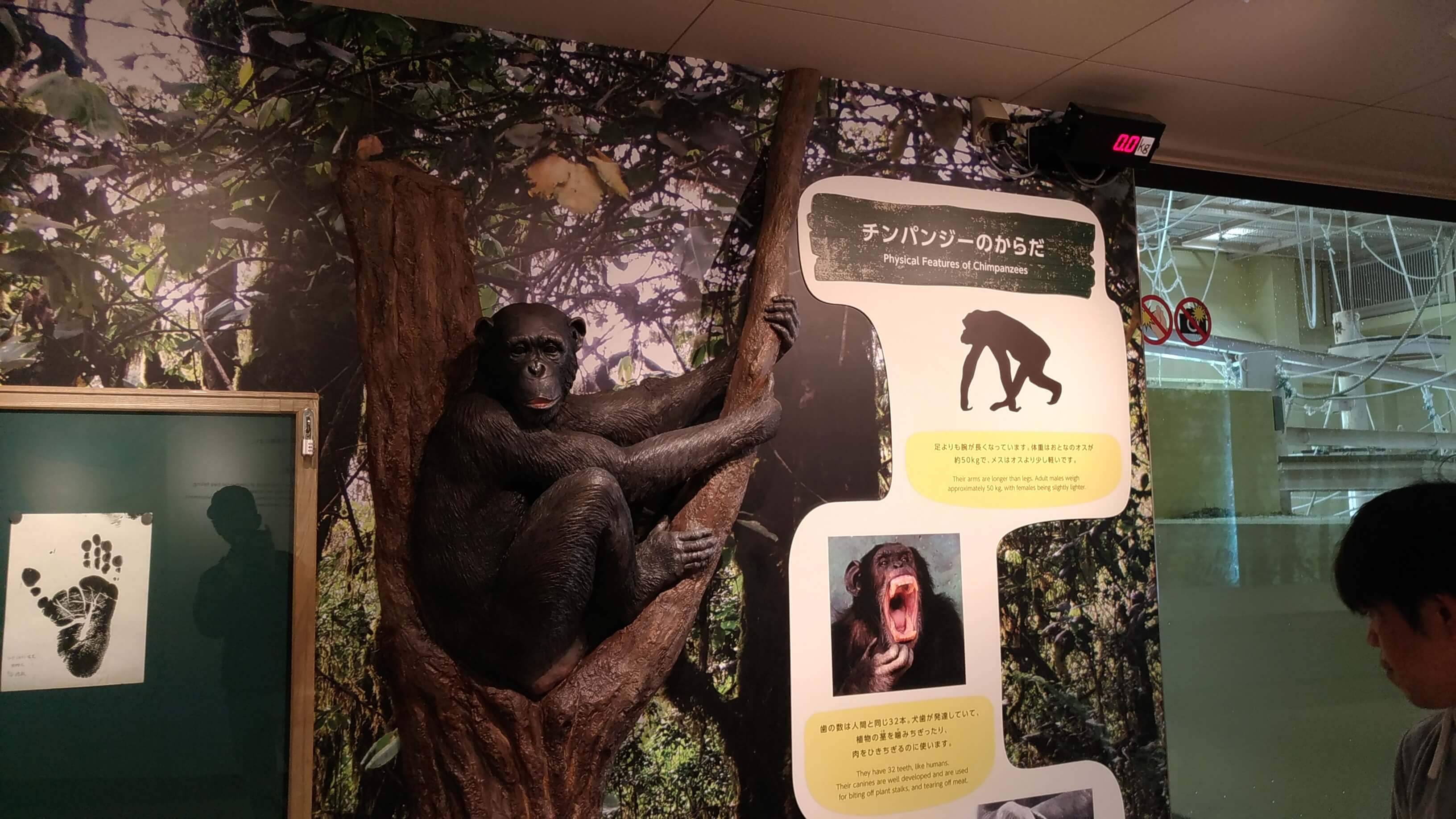 東山動植物園のチンパンジー舎